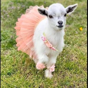 Meet your Posher, Nora